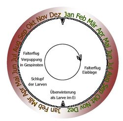 Lebenszyklus von T. processionea und Gefährdung durch Brennhaare im Jahresverlauf: Grafik: EPS-Zyklus vom Julius Kühn-Institut: